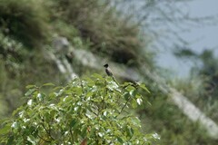 Pycnonotus xanthorrhous