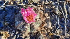 Echinocactus horizonthalonius