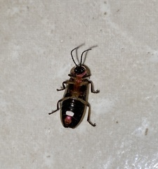 Photinus