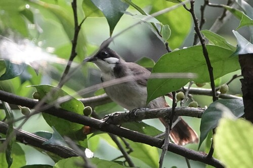 Red-whiskered Bulbul