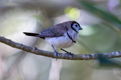 Stizoptera bichenovii