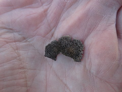 Umbilicaria muhlenbergii
