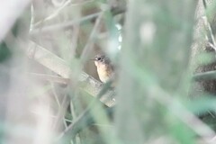 Cyornis