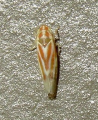 Erythridula