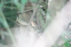 Cyornis