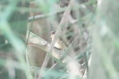 Cyornis