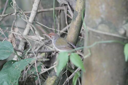 Common Tailorbird