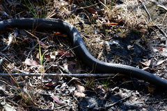 Coluber constrictor constrictor