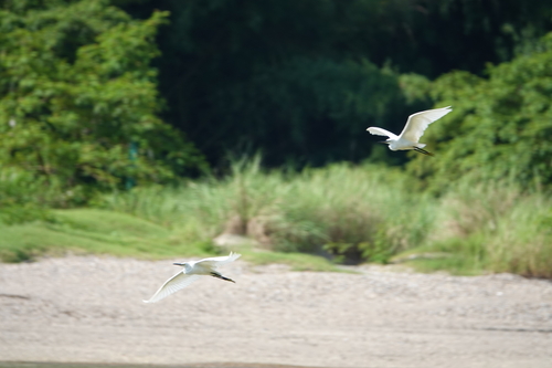 Little Egret