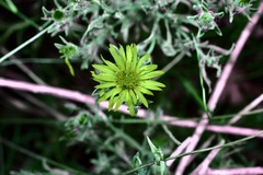 Heterotheca canescens