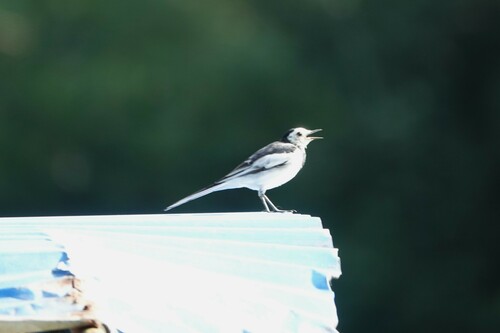 White Wagtail