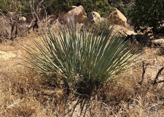 Hesperoyucca whipplei