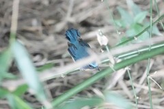 Cyornis whitei