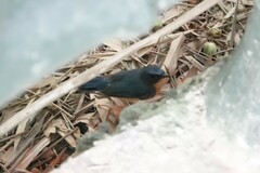 Cyornis whitei
