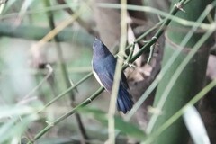 Cyornis whitei