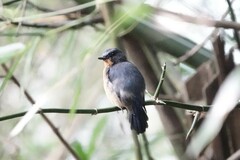 Cyornis whitei