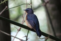 Cyornis whitei