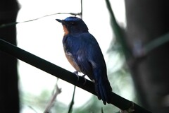 Cyornis whitei