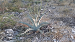 Agave asperrima