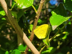 Eurema mandarina