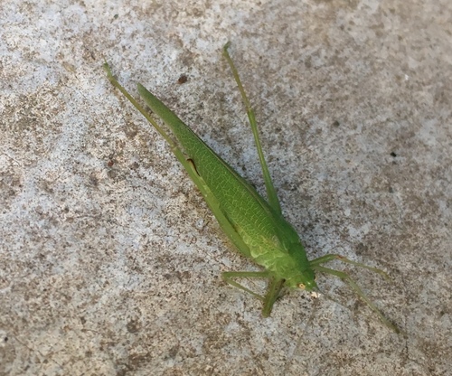kobylka štvorbodková (Phaneroptera nana)