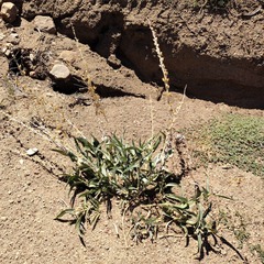 Penstemon centranthifolius