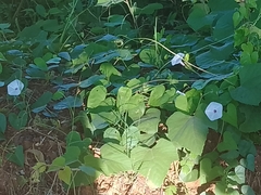 Ipomoea pandurata