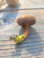 Chalciporus piperatus