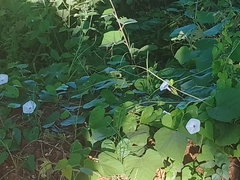 Ipomoea pandurata