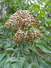 Leea guineensis