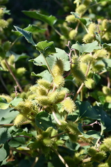 Xanthium orientale