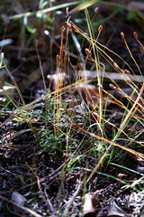 Schizaea pusilla
