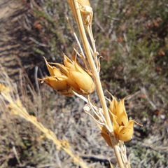 Penstemon centranthifolius