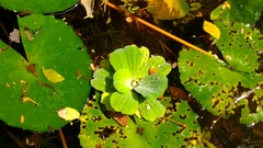 Pistia