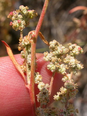 Chenopodium leptophyllum