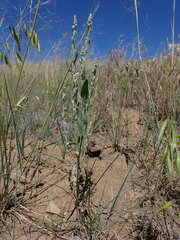 Chenopodium leptophyllum