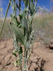 Chenopodium leptophyllum