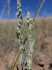 Chenopodium leptophyllum