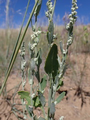 Chenopodium leptophyllum