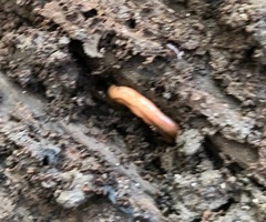 Bipalium adventitium