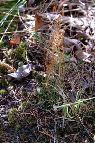 Image of Curly Grass Fern (Schizaea pusilla) by (c) Bonnie Semmling, some rights reserved (CC BY)