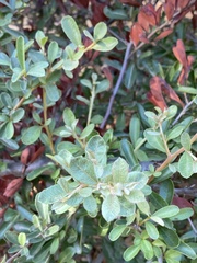 Pyracantha angustifolia