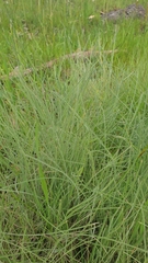 Poa morrisii
