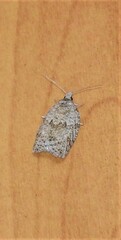 Isotenes miserana