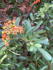 Pyracantha angustifolia