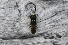 Ectemnius
