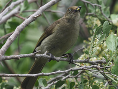 Andropadus importunus