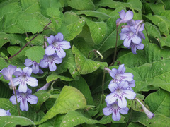 Streptocarpus formosus
