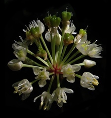 Allium tricoccum