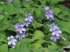 Streptocarpus formosus